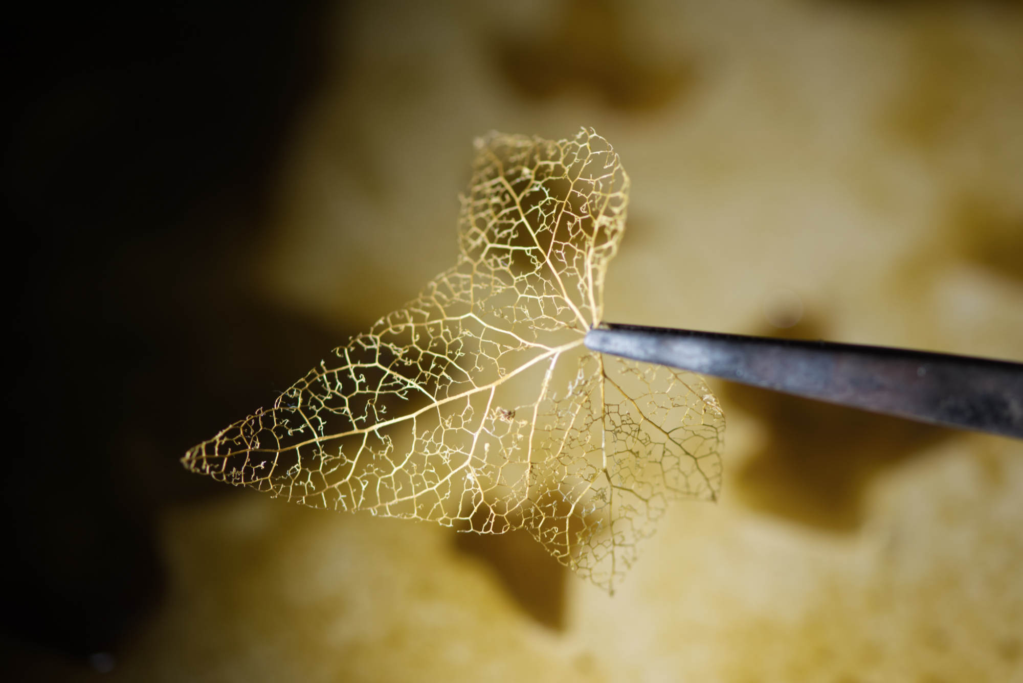 Processus de réalisation œuvre Fusionnelle, feuille squelette